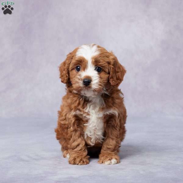 Hanna, Cavapoo Puppy